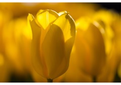 ウィンターチューリップ(1)