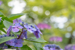 2018紫陽花（1）