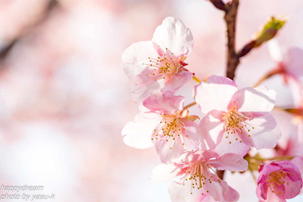 河津桜（2）