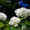 紫陽花（3）