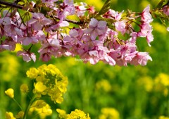 河津桜と菜の花