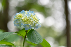 2018紫陽花（5）