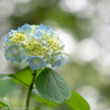 2018紫陽花（5）