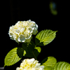 今更ながら紫陽花（2）