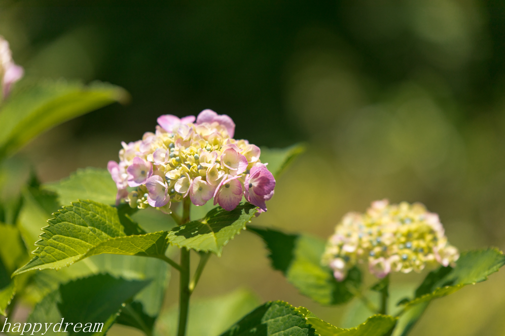 今更ながら紫陽花（3）
