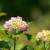 今更ながら紫陽花（3）