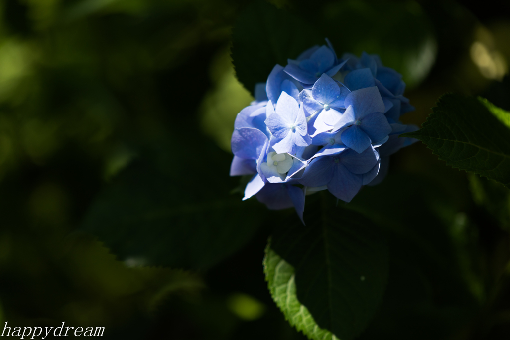 2017紫陽花（2）