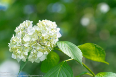 2018紫陽花（10）