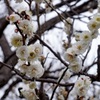 小金井公園（5）