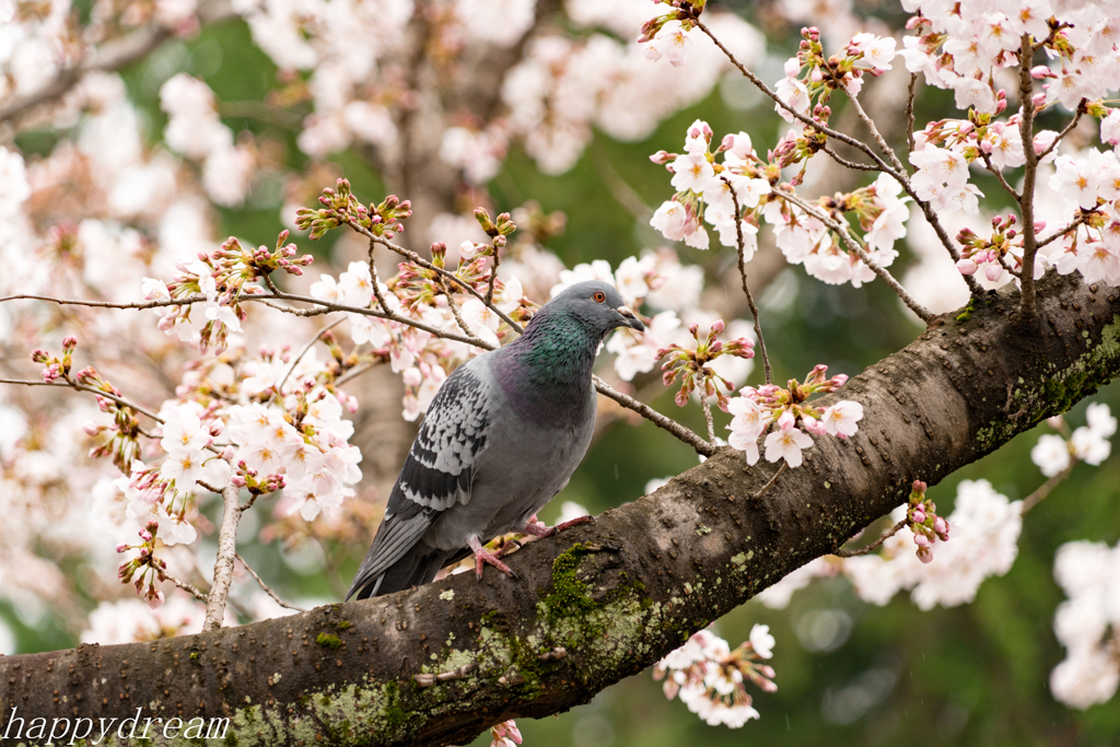 初の鳥撮影