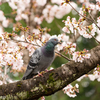 初の鳥撮影