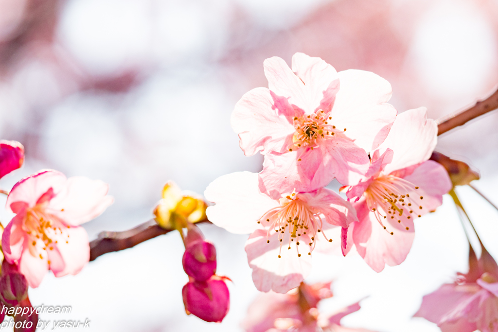 河津桜（8）