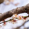 小金井公園（3）
