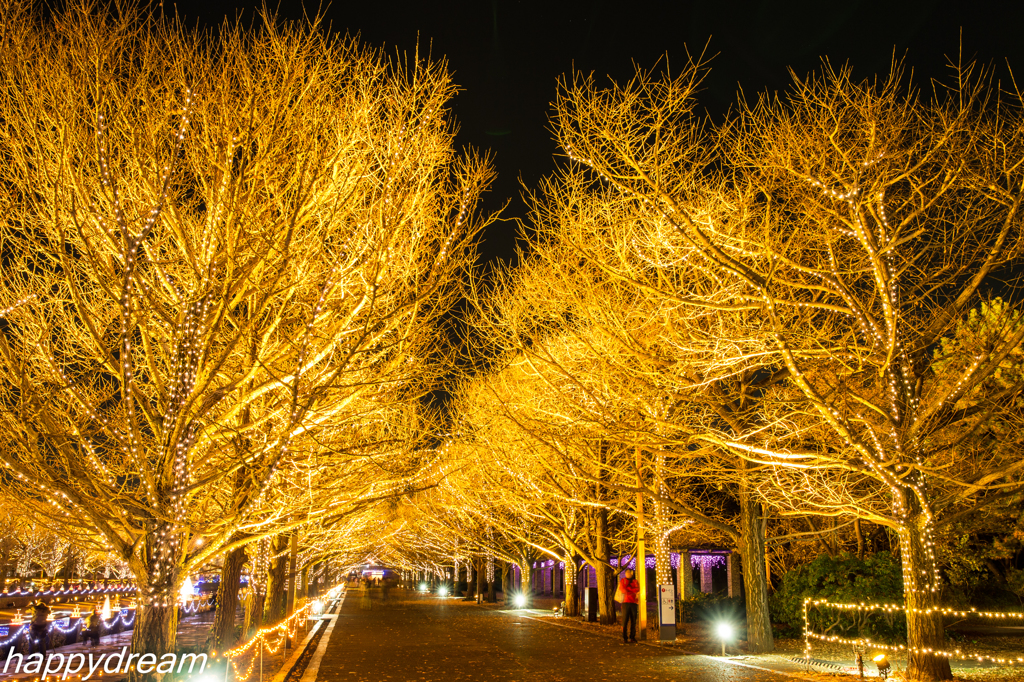 国営昭和記念公園 Winter Vista Illumination （8）