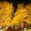 国営昭和記念公園 Winter Vista Illumination （8）