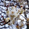 小金井公園（4）