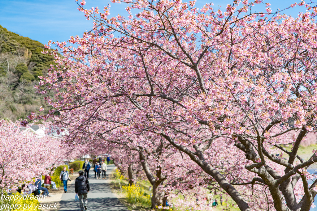 南伊豆・河津桜（2）