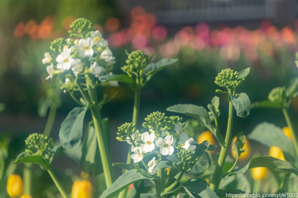 大根の花？