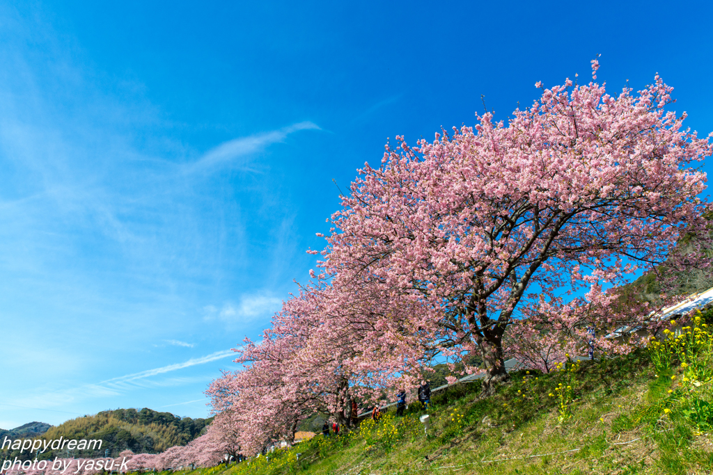 南伊豆・河津桜（1）