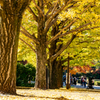 秋の昭和記念公園 Ⅰ