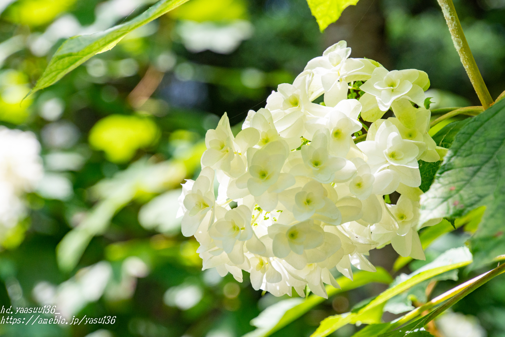 2020紫陽花 Ⅲ