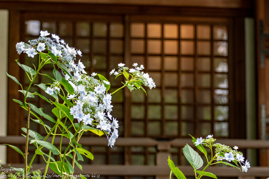 2018紫陽花（2）
