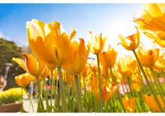 ウィンターチューリップ（2）