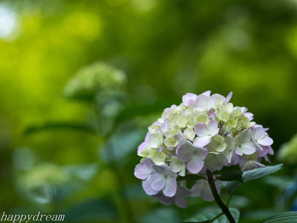 2017紫陽花（1）