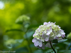 2017紫陽花（1）