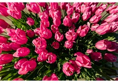 ウィンターチューリップ（5）