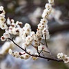 小金井公園（7）