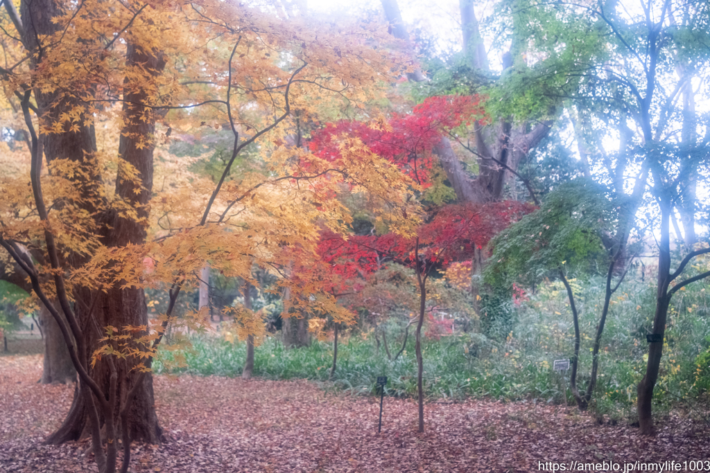 神代植物公園（2）