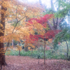 神代植物公園（2）