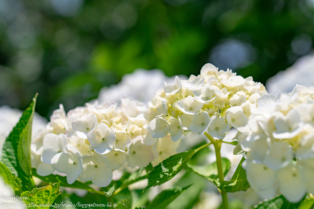 2018紫陽花（8）