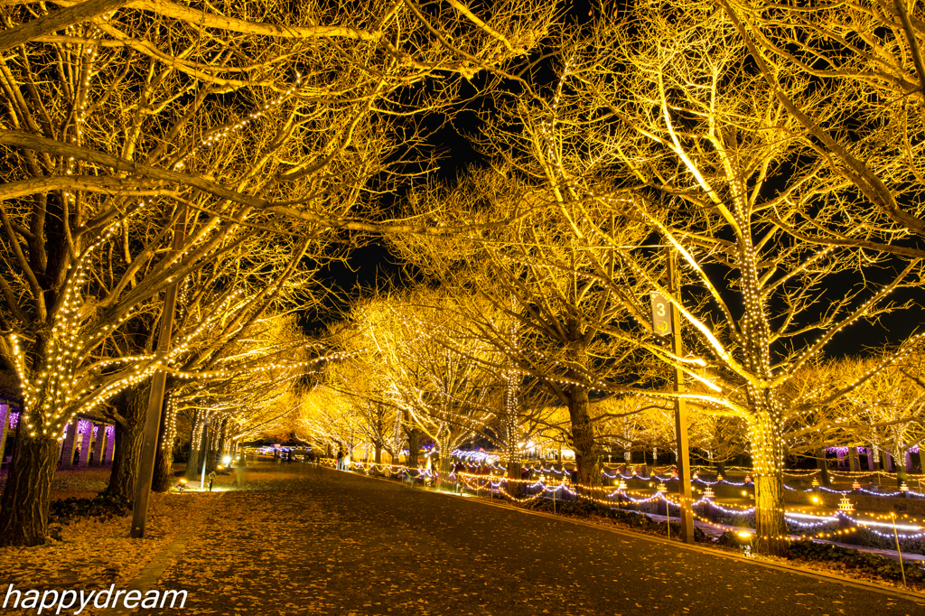 国営昭和記念公園 Winter Vista Illumination （2）