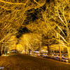 国営昭和記念公園 Winter Vista Illumination （2）