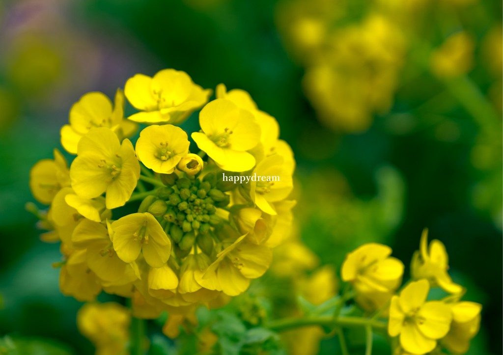菜の花