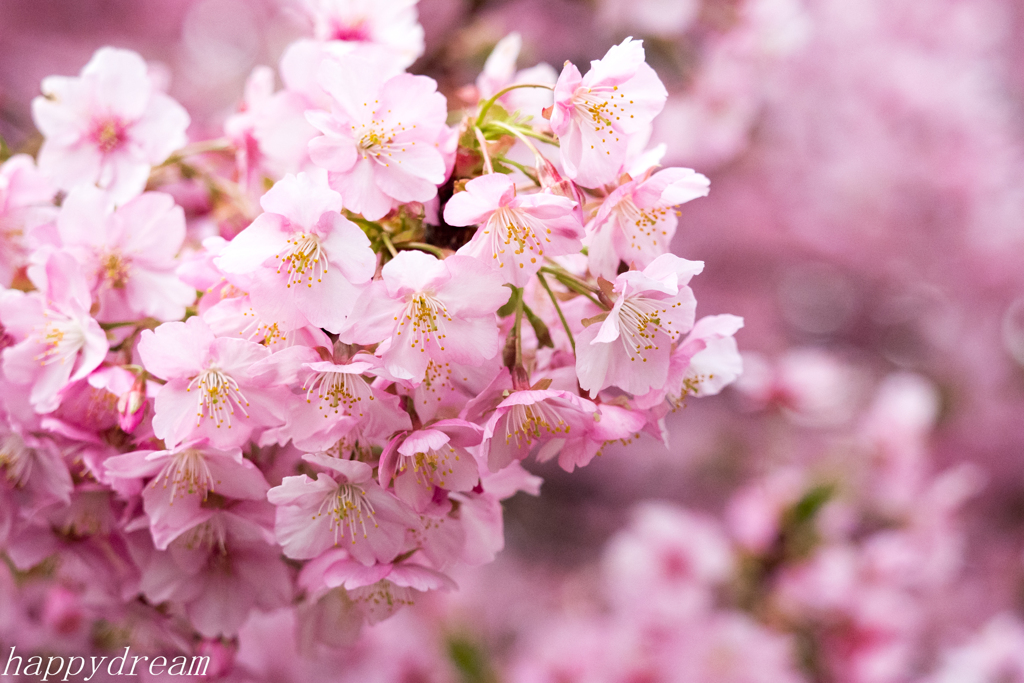 河津桜（1）