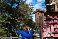 江の島　むすびの樹