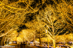 国営昭和記念公園 Winter Vista Illumination （3）