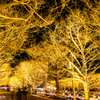 国営昭和記念公園 Winter Vista Illumination （3）