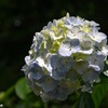 紫陽花（2）