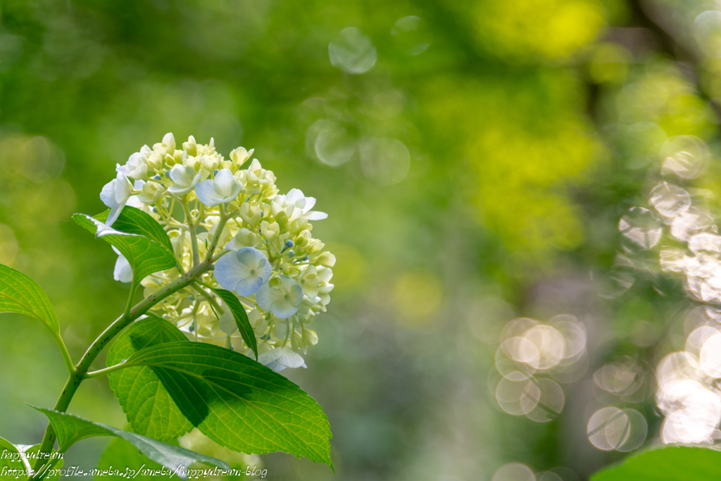 2018紫陽花（3）