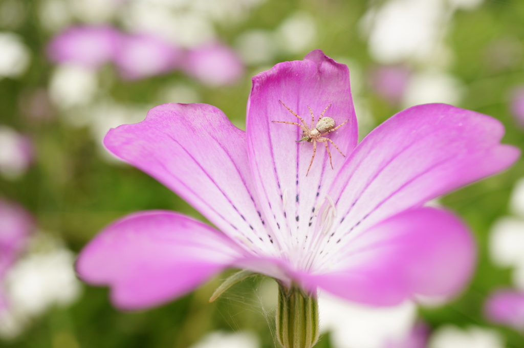 Spider on flower