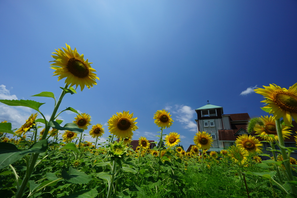 Sunflower field 2