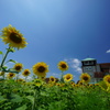 Sunflower field 2