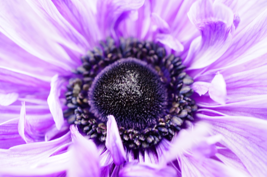 Close-up shot of flower