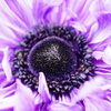 Close-up shot of flower