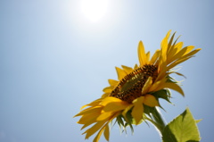 Sunを見上げるSunflower