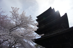 桜と五重塔 in 東寺
